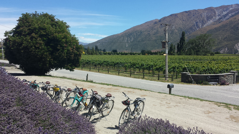 If you’re looking for a bike tour with a difference then look no further than Cycle de Vine. Check out some of the eclectic wineries set along the Gibbston back roads and enjoy a tasty picnic lunch with amazing views of the valley as your backdrop.